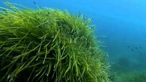 Морские растения водоросли