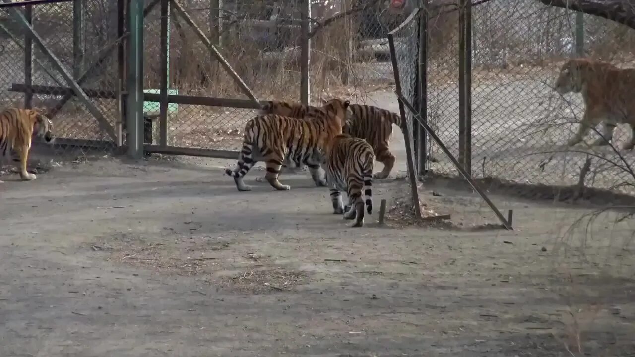 Тигр заходит. Тигр заходит. Тигриный забор. Тигр дальневосточный амурский. Тигр заходит.