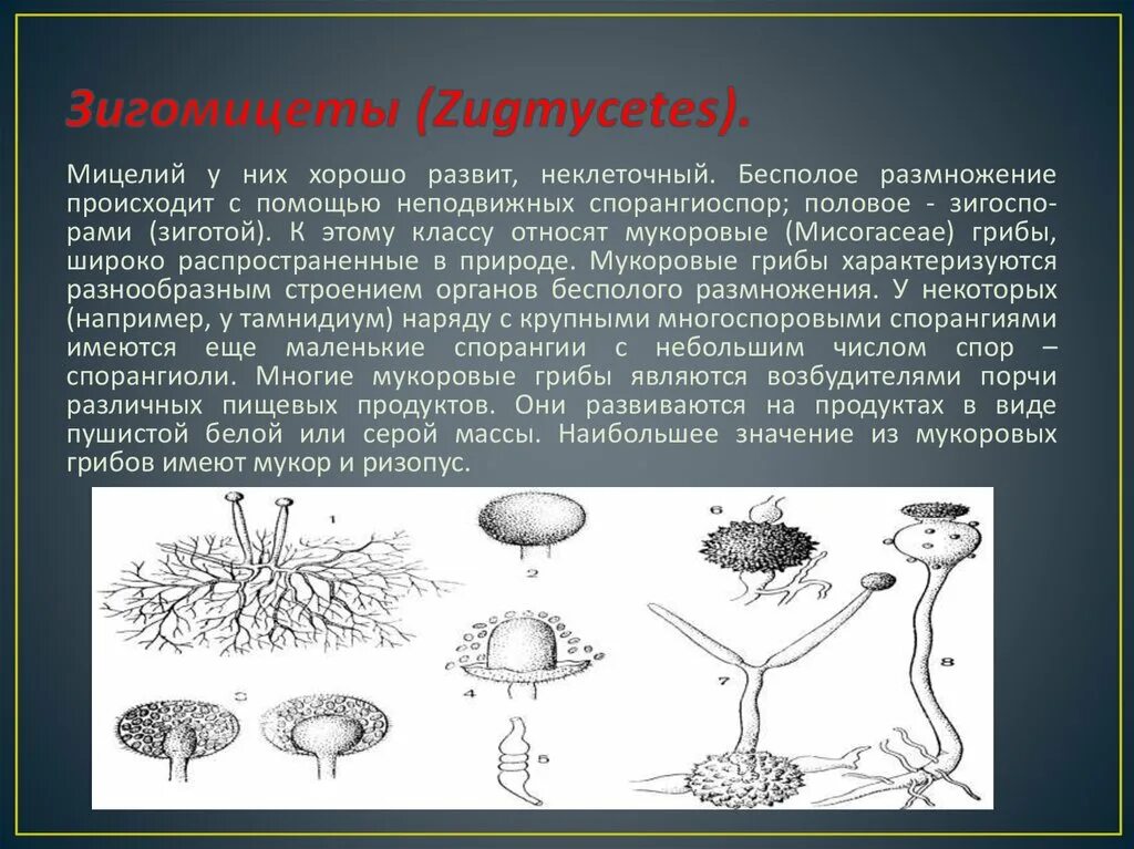 Обнаружены споры и мицелий. Строение мицелия зигомицетов. Зигомицеты Тип мицелия. Зигомицеты заболевания. Грибы из отдела Zygomycota.