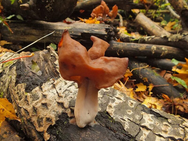 Оранжевый сморчок. Лопастник осенний. Строчок осенний. Строчок осенний ядовитые грибы. Gyromitra infula строчок осенний.