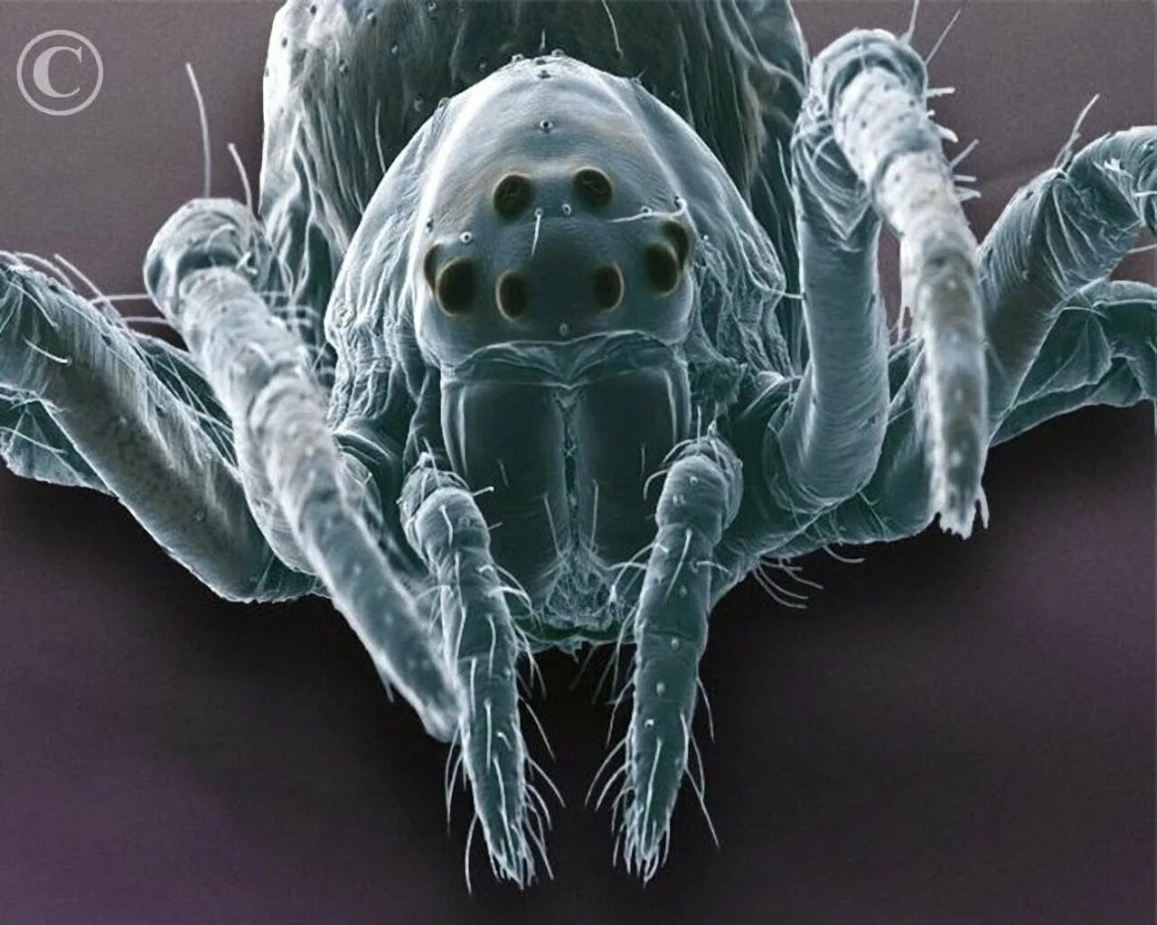 Павуки под микроскопом. Маленький паук под микроскопом. Паутина паука под микроскопом. Паук микроскоп. Пылевые клещи под микроскопом.