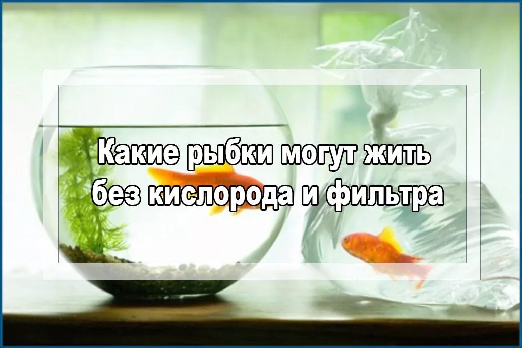 Рыбам нужен воздух. Рыбки без кислорода. Рыбки живущие без кислорода. Рыбы живущие без кислорода в аквариуме. Рыбки аквариумные без кислорода и фильтра.