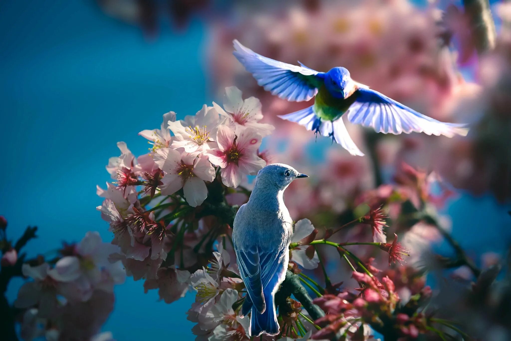 Природа птицы. Цветы и птицы. Красивые птички. Весенние красивые птицы