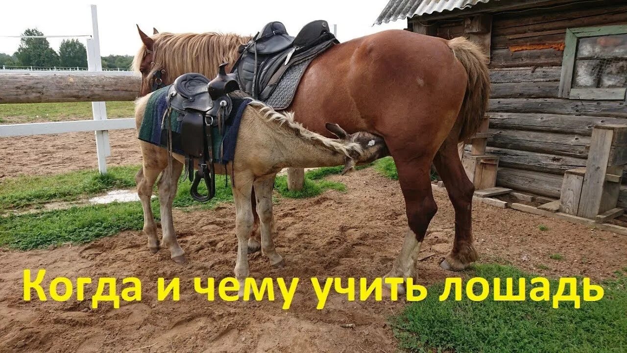 Учит лошадей. Заездка жеребят. обучение жеребенка. заездка жеребой кобылы. как научитьмолодуюлогшадь.