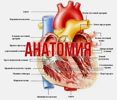 Тесты по сердечно сосудистой