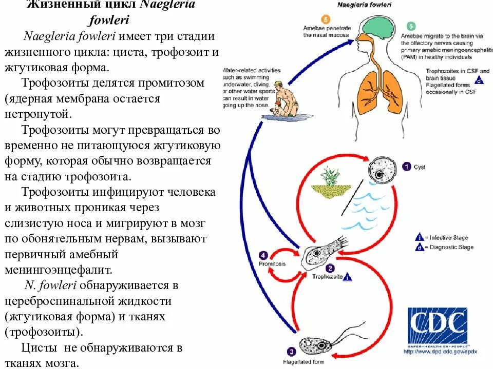 Стадии жизненного цикла цисты. Неглерия Фоулера жизненный цикл. Naegleria fowleri жизненный цикл. Ниглерия паразит жизненный цикл. Naegleria fowleri цикл развития.