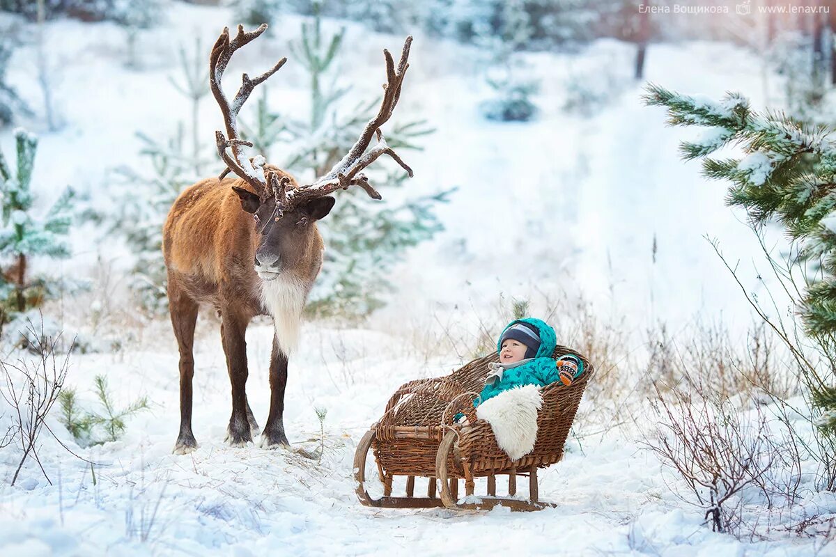 теплые олени