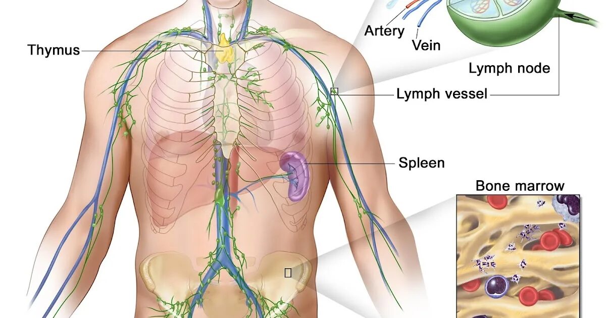 Лимфатическая система селезенка. Лимфатические узлы печени. Лимфатические узлы печени анатомия.