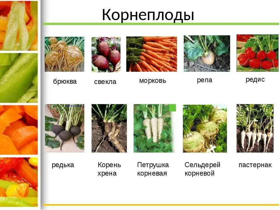 Корнеплоды список. Овощи корнеплоды. Овощи корнеплоды названия. Корнеплоды названия растений. Овощи входящие в группу