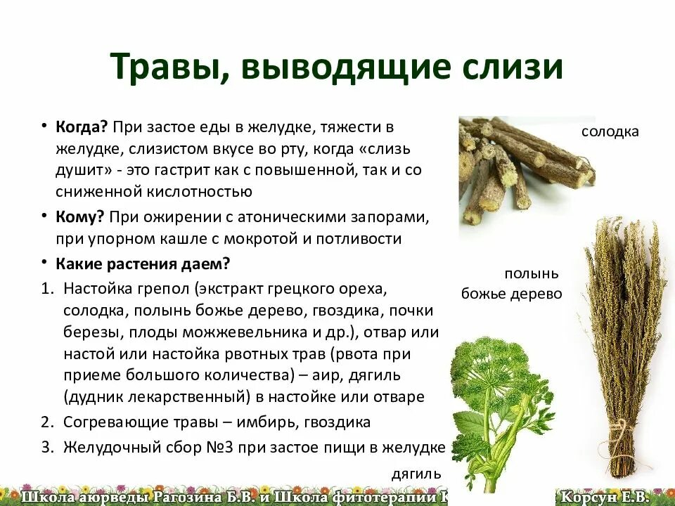 Травы для выведения мокроты. Травы выводящие мокроту. отхаркивающие травы для выведения мокроты. фитотерапия презентация.