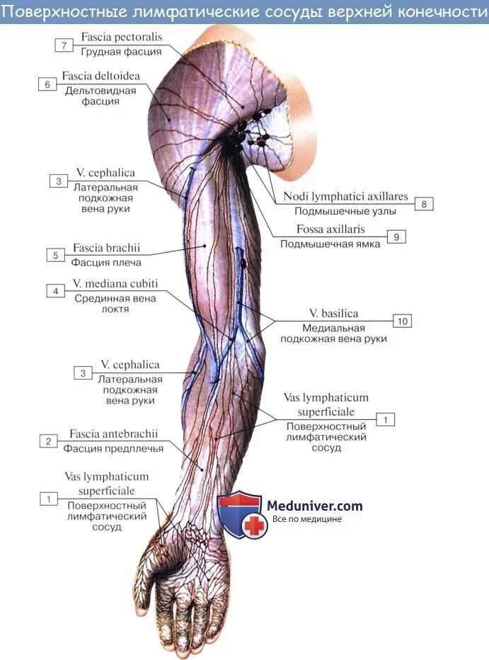 Есть ли лимфоузлы. Лимфатические сосуды и узлы верхней конечности. Лимфатические сосуды верхней конечности анатомия. Лимфатические узлы верхней конечности анатомия. Лимфатические узлы верхней конечности схема.