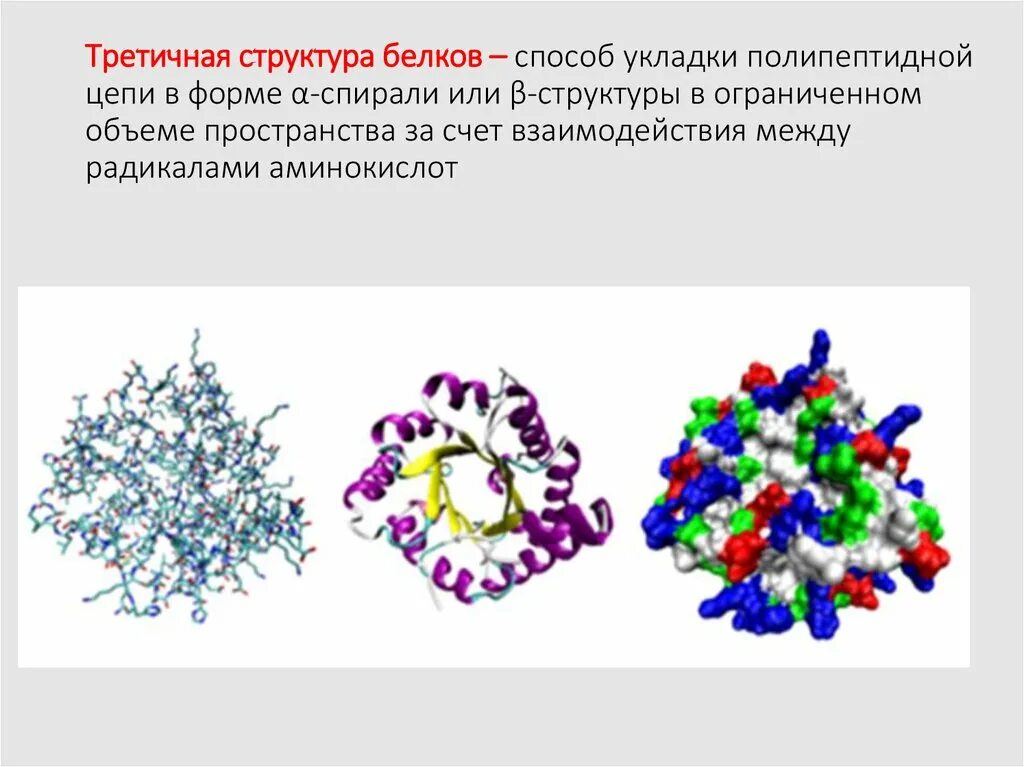 Белок название фермента