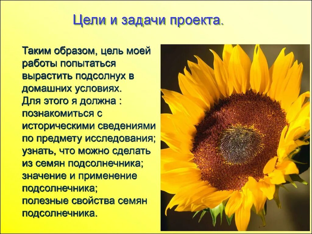 Подсолнух текст описание. Описание подсолнуха. Доклад про подсолнечник. Подсолнухи для презентации. Сообщение о подсолнечнике.