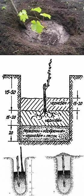 Посадка винограда на урале. Схема посадки саженцев винограда весной в открытый грунт. Посадка винограда на урале. Посадка винограда весной саженцами в открытый грунт в средней. Схема посадки винограда черенками.