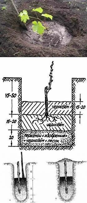 Правильная посадка винограда. Посадка винограда весной саженцами в открытый. Посадка винограда весной саженцами. Как садить виноград саженцами весной. Как сажать виноград весной саженцами.