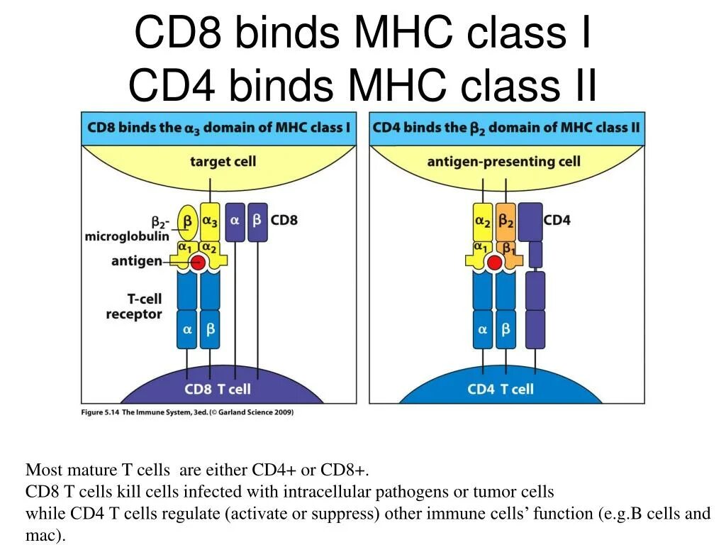 Cd 8 r
