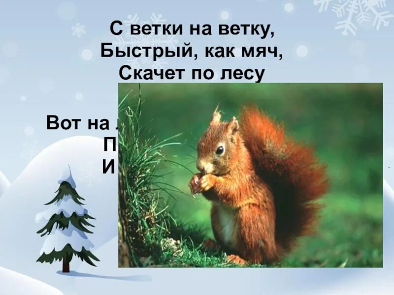 Презентация как белочка зимует. Г скребицкий как белочка зимует. скребицкий чаплина как белочка зимует. презентация скребицкий как белочка зимует. чаплинакак зиммует белочкаа.