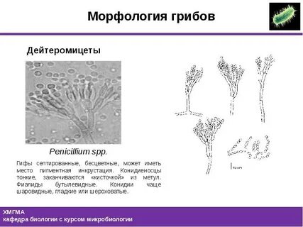 Микроскопическое строение гриба пеницилла