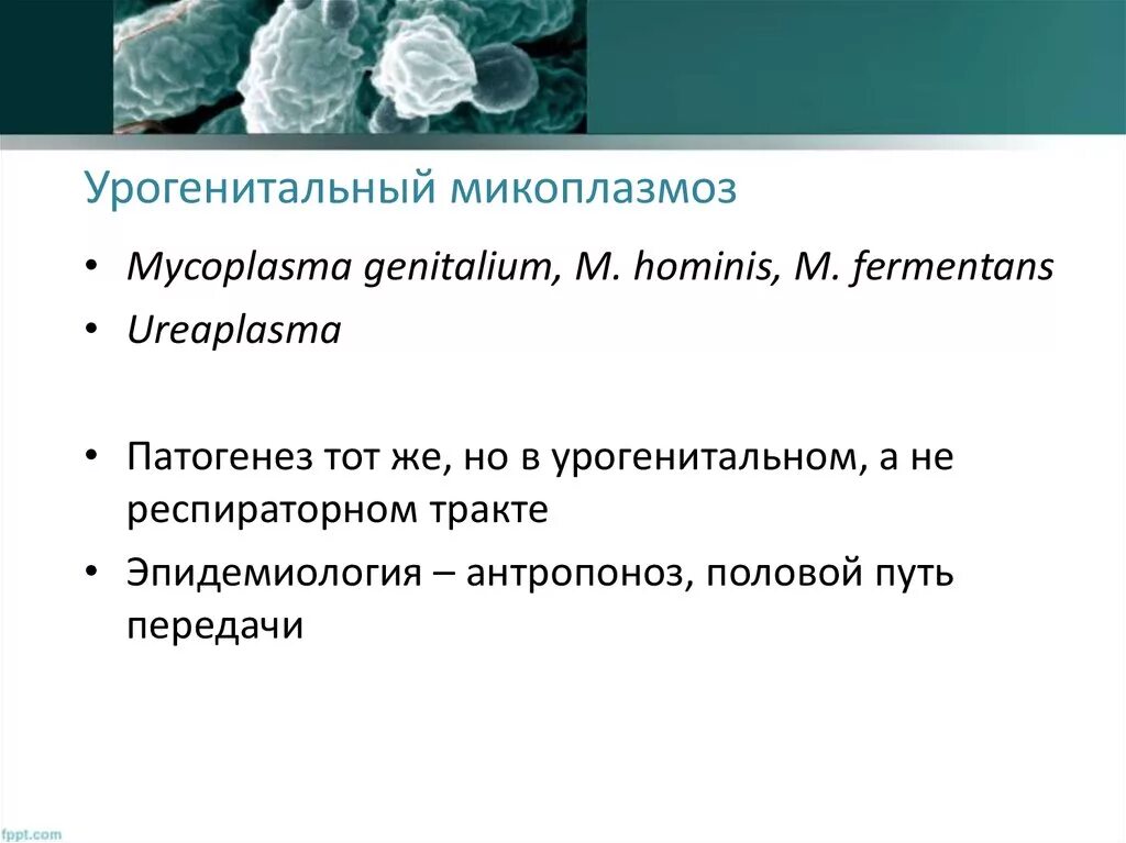 Патогенез урогенитального микоплазмоза. Урогенитальный микоплазмоз пути передачи. Уреаплазмоз патогенез.