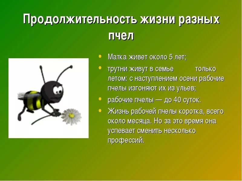 Продолжительность жизни особи. Продолжителлность жизни пчёл. Продолжительность жизни пчелы. Сколько живут пчелы. Пчелиная матка Продолжительность жизни.