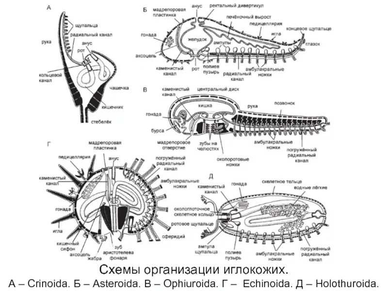 Внутреннее строение ежа. Амбулакральная система морской звезды схема. Внутреннее строение морской звезды. Строение иглокожих схема. Амбулакральная система иглокожих схема.