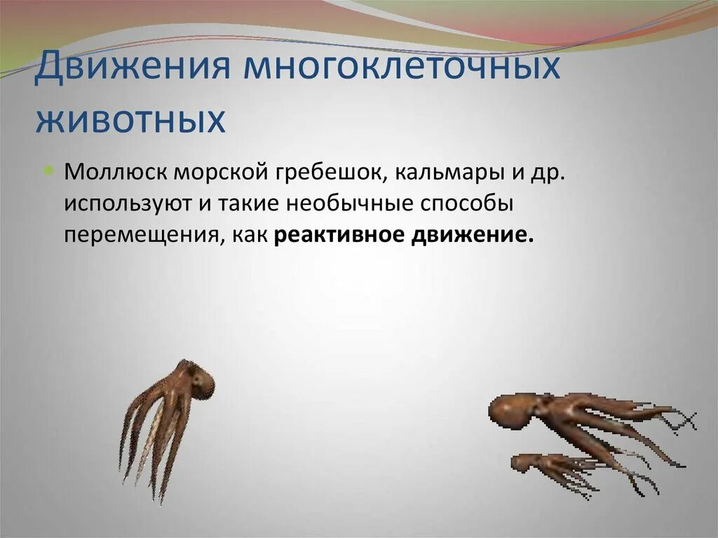 5 способов передвижения животных. Способы передвижения живых организмов. презентация движение живых организмов. способы передвижения животных. способы движения животных биология.