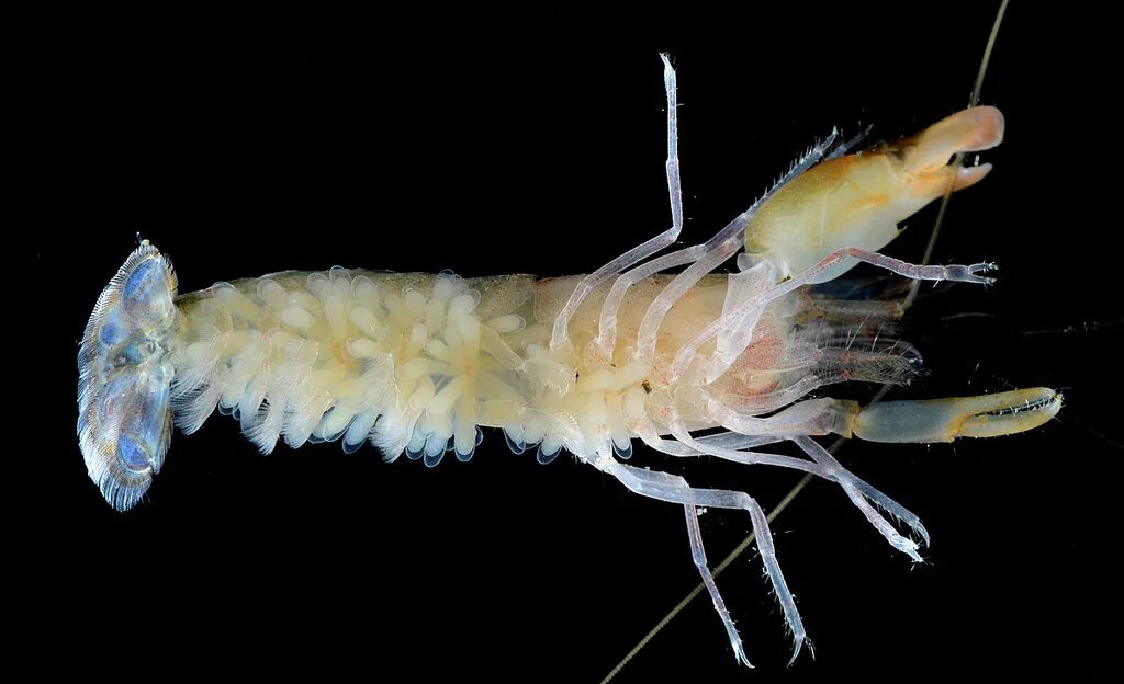 Лангуст. Черви моллюски ракообразные. Без позвоночные животные. Кольчатые черви и моллюски. Бентос черви.