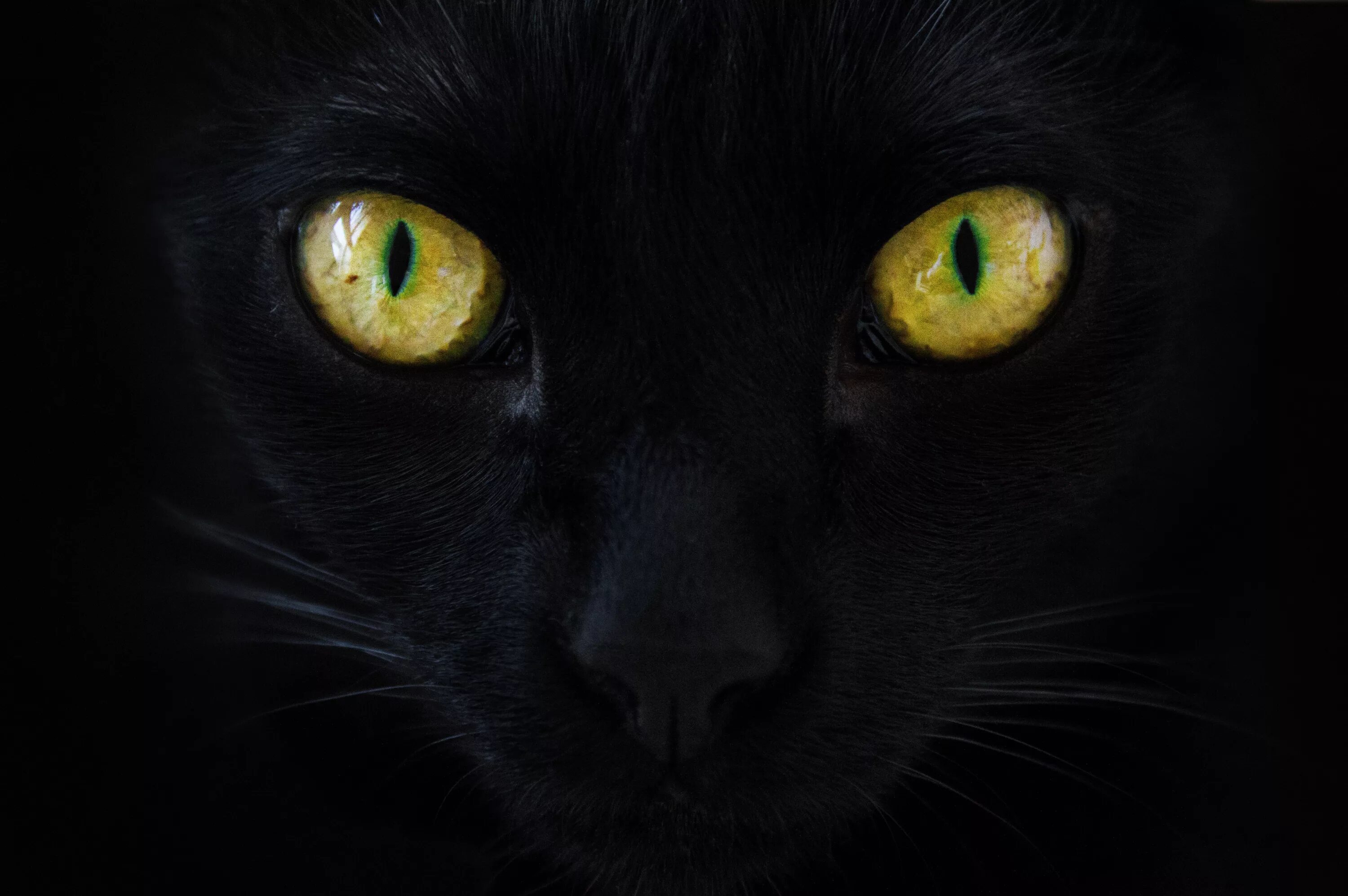 Black cat eye. Кошачий глаз. Черная кошка с желтыми глазами. Чёрные коты с жёлтыми глазами. Кот с желтыми глазами.