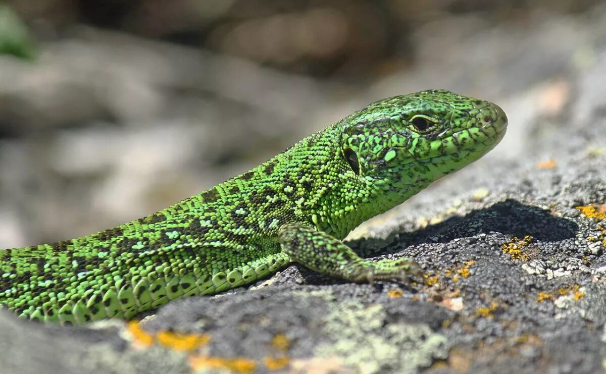 Ящерица живородящая отряд земноводных. Прыткая ящерица Lacerta Agilis. Ящерица прыткая (Lacerta Agilis Linnaeus). Прыткая ящерица (Lacerta Agilis l.),. Ящерица прыткая, обыкновенная - Lacerta Agilis.