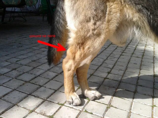 Лечение задних лап у собак. Лапы немецкой овчарки. Задние ноги немецкой овчарки.
