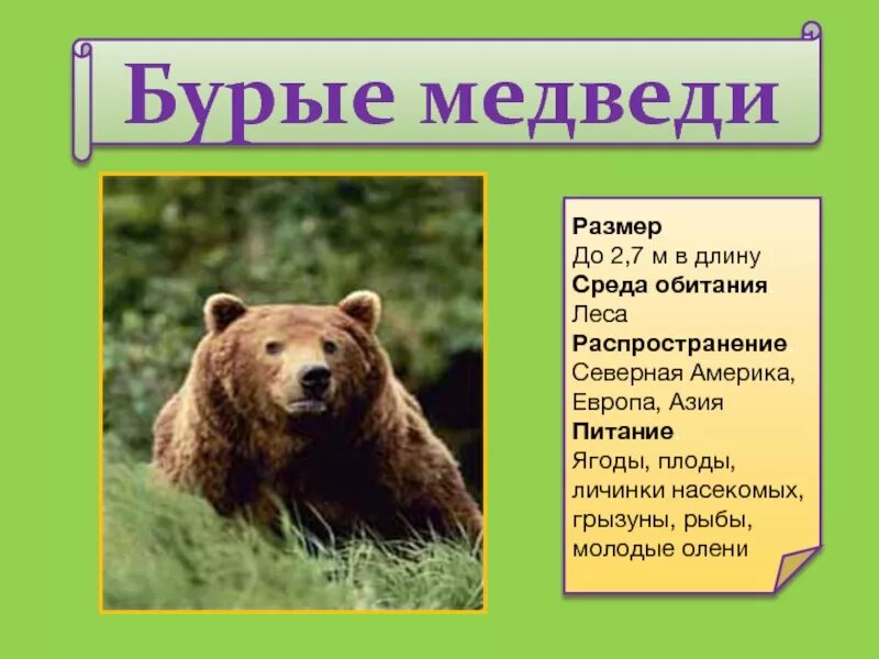 Среда обитания бурого медведя. Приспособления бурого медведя. Краткая характеристика медведя. Строение бурого медведя. Бурый медведь приспособления