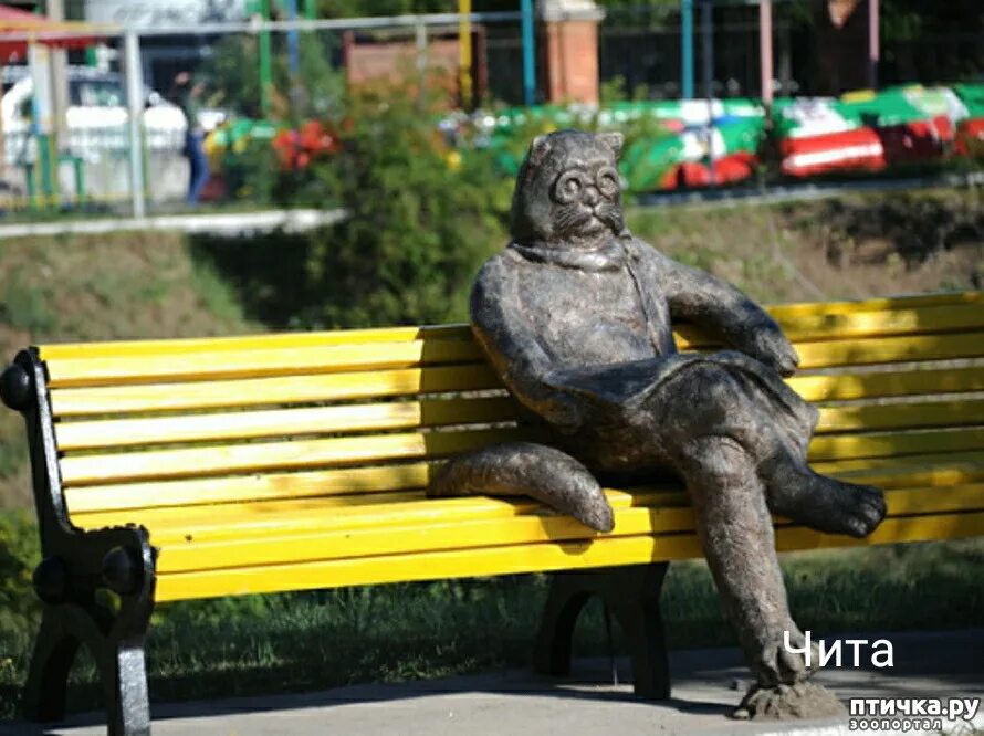 зоомагазин чита. скульптуры в чите в одора. чита памятник ёшкин кот. котя чита. продуктовый магазин котя.
