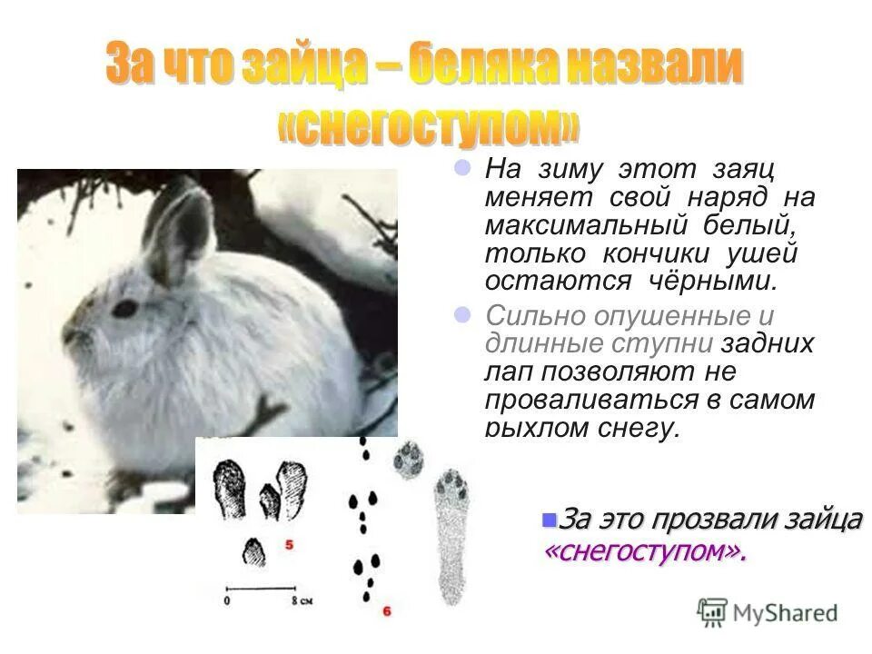 Рассмотрите рисунок на котором изображен заяц беляк. Заяц беляк среда обитания. заяц беляк строение ушей. заяц беляк описание для детей. заяц беляк характеристика.