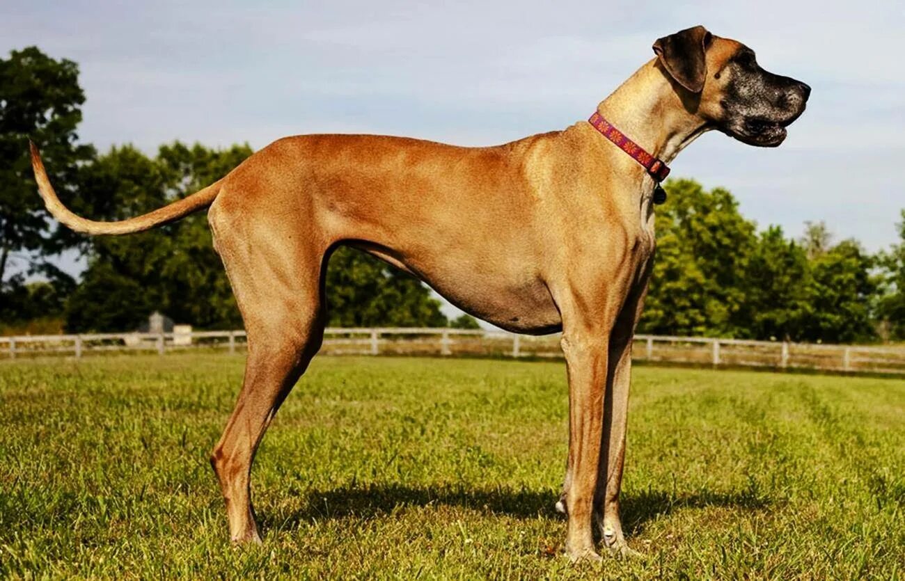 Порода датский дог. Датский дог. Королевский дог мраморный. Датский дог гибсон. Голубой мраморный дог.