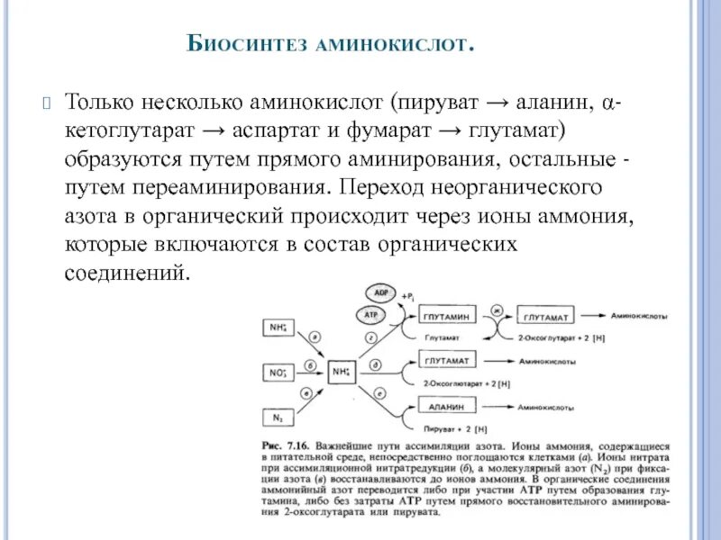 Что образуется из аминокислот. Синтез пирувата из аминокислот. пируват из аминокислот. образование пирувата из аминокислот. образование пирувата из углеводов и большинства аминокислот..
