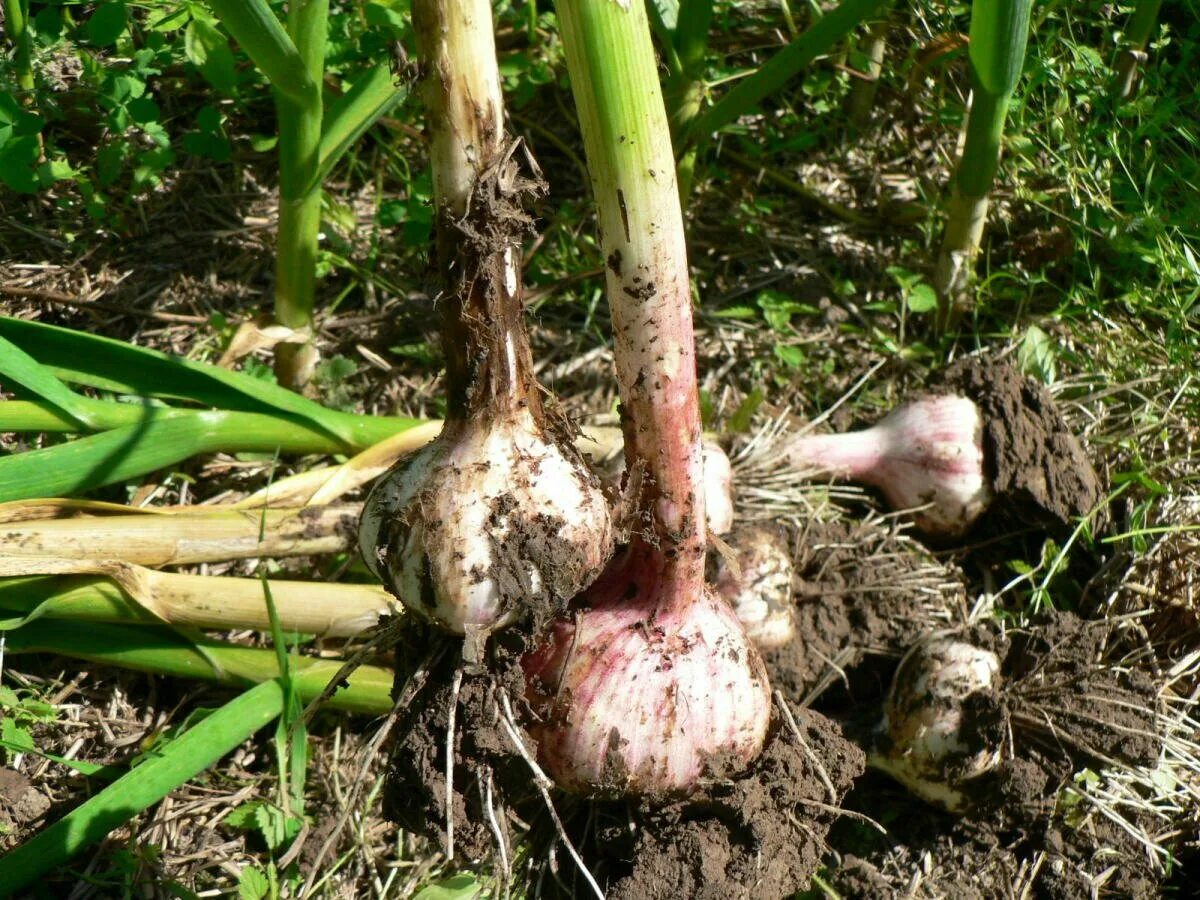 Осенний чеснок. Семейный чеснок. Крупный чеснок. Всходы озимого чеснока. Мульчирование озимого чеснока.