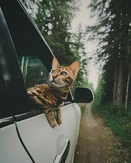 Котик на машине