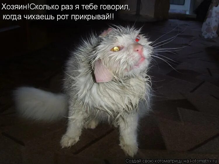 адриано челентано укрощение строптивого. картина женщина скучает. думала вот оно счастье а нет опять опыт. фото котиков прикольные с надписями. ты предал меня.