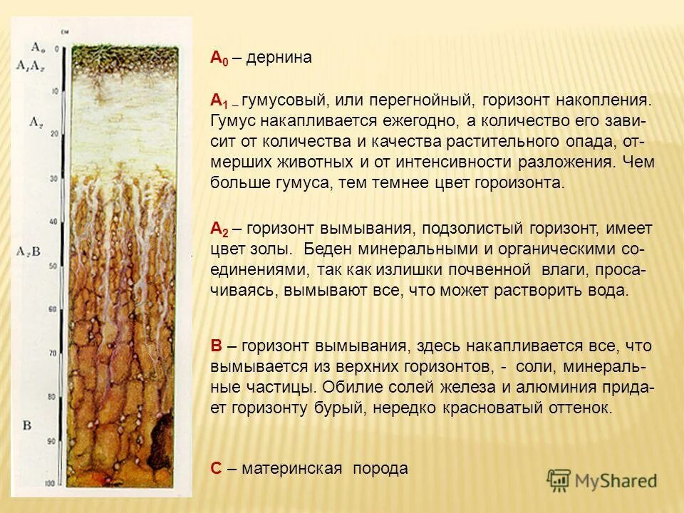 генетические почвенные горизонты. почвенный профиль 6 горизонтов. а1 это горизонт. а1 это горизонт. гумусовый почвенный горизонт почвы.