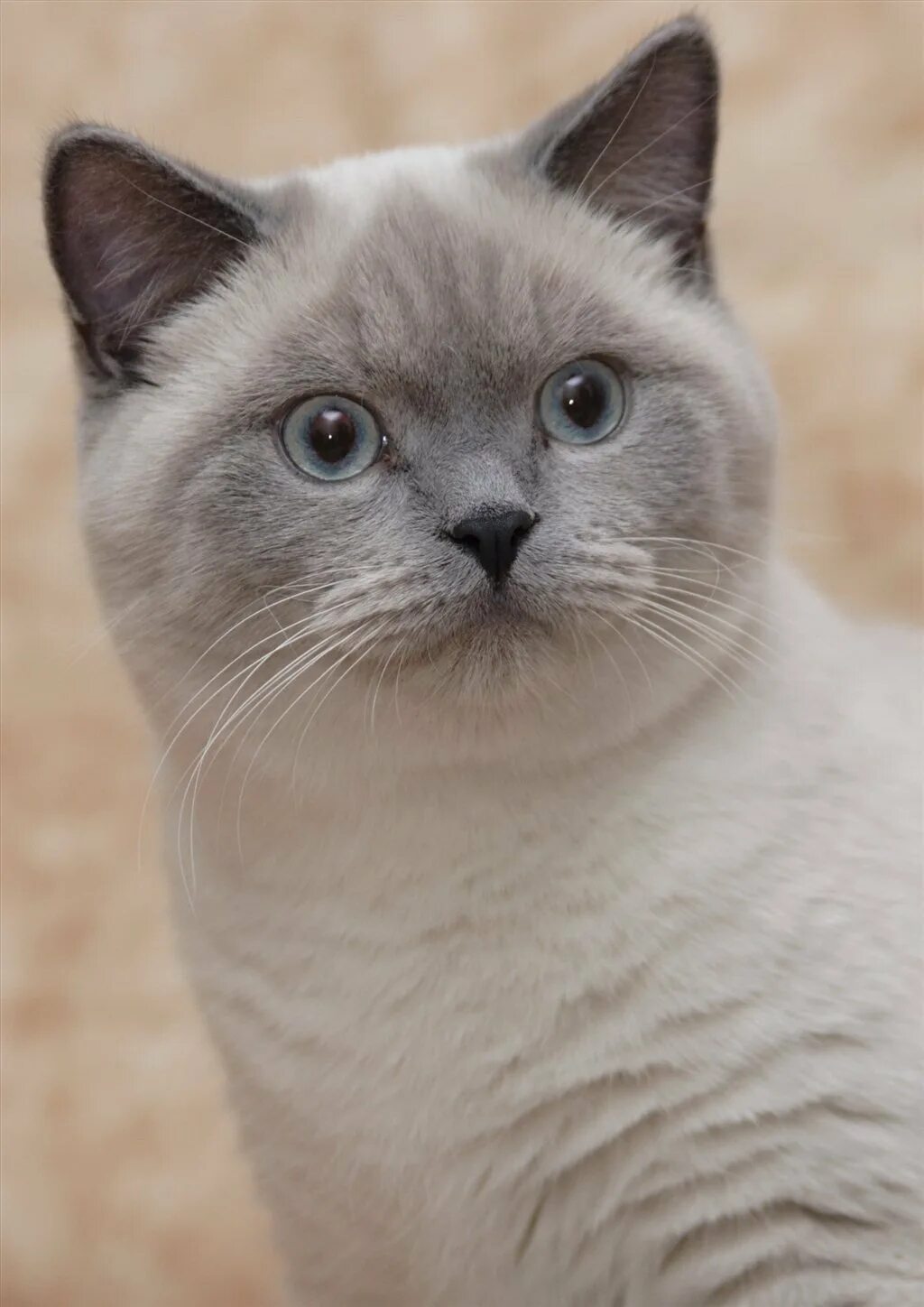 Сиамская кошка блю-пойнт. Тайский блю пойнт. Шотландская кошка блю пойнт прямоухая. Кошки блю поинт. Кошки блю поинт.