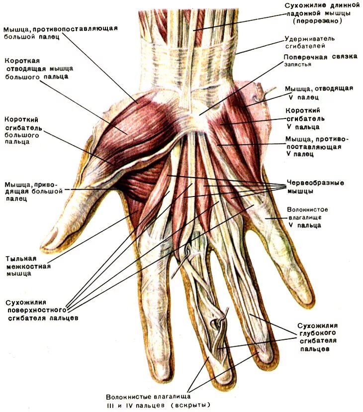 Мышцы лучезапястного сустава анатомия. Мышцы верхней конечности кисти анатомия. Сухожилия лучезапястного сустава анатомия. Сгибатели пальцев кисти анатомия.
