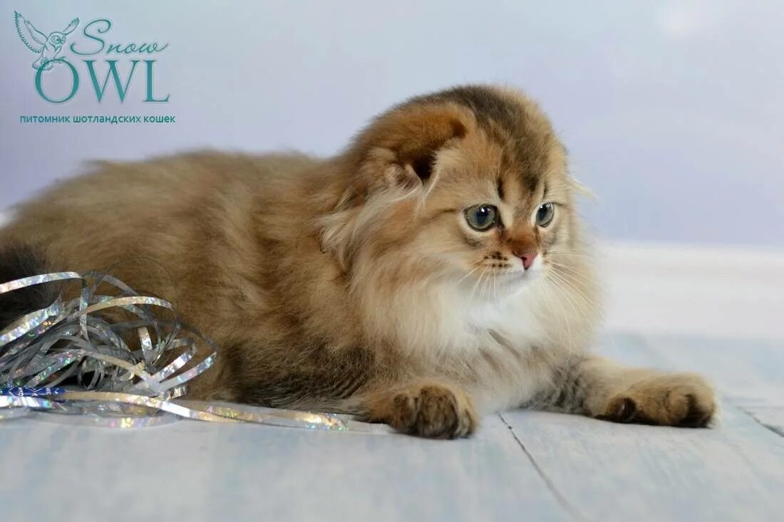 Питомник максел шотландских кошек. Питомник шотландских вислоухих. Питомник шотландских котят. Питомник скоттиш фолд. Окрас камео шотландец.
