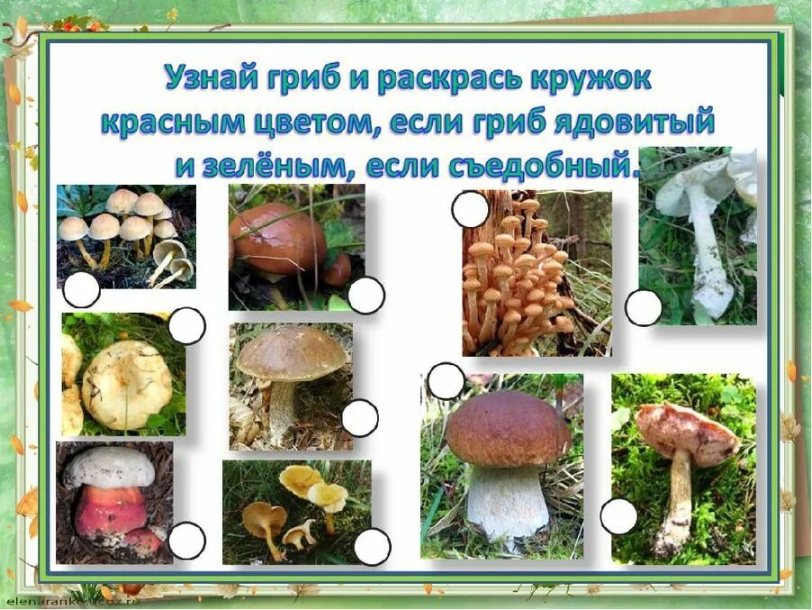 Назови 3 гриба. Съедобные грибы. Грибы: съедобные и несъедобные. Съедобных и несъедобных грибов. Съедобные и ядовитые грибы.