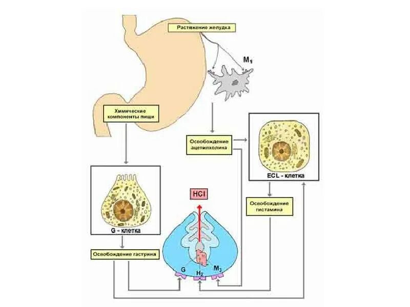 Блокаторы н2 гистаминовых рецепторов механизм действия. Энтерохромаффиноподобные клетки желудка. Рецепторы париетальных клеток желудка. Париетальная клетка желудка схема. Клетки слизистой желудка вырабатывают