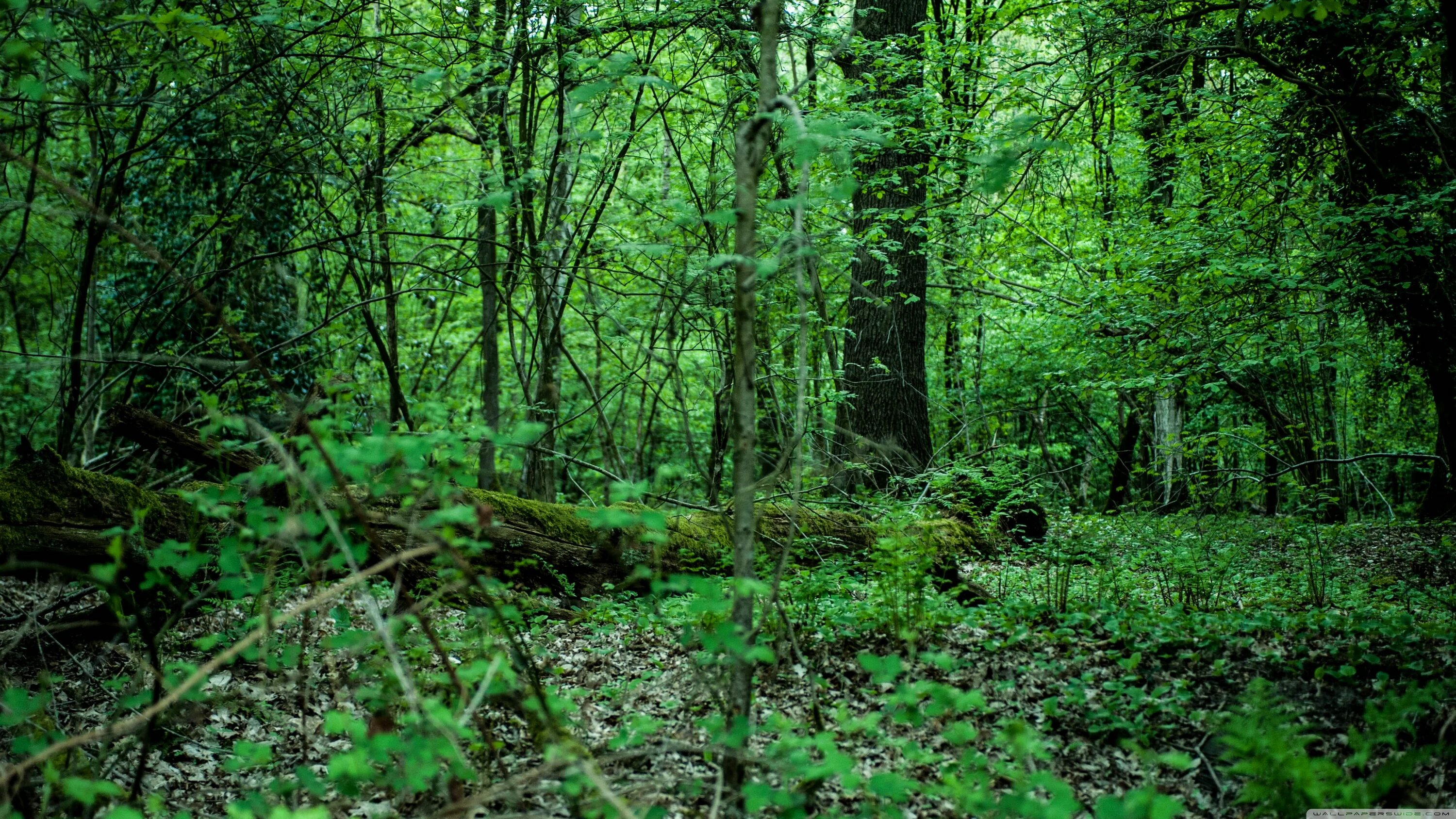 Природа лес. В зеленом лесу есть. В зеленом лесу есть. Красивый лес. В зеленом лесу есть.