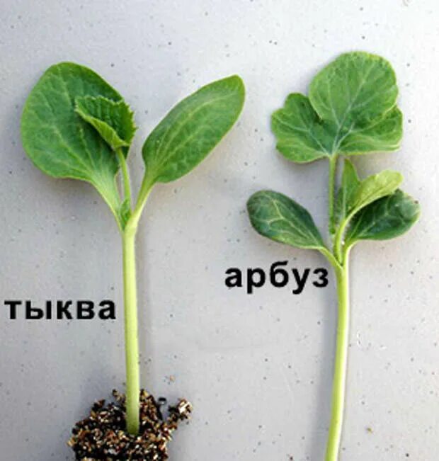 Тыква для подвоя. Прививка арбузов на лагенарию. Подвой арбуза на лагенарию. Посадка арбузов на рассаду. Семена тыква дынная.