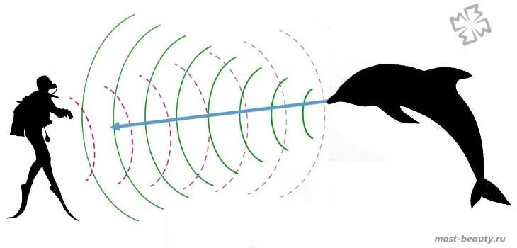 Входными воротами для эхолокационного слуха дельфина служит. Эхолокация дельфинов схема. Эхолокация у животных. Эхолокация в природе. Эхолокация летучих мышей.