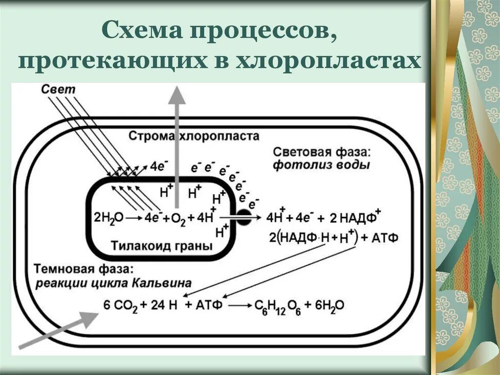 Что протекает в хлоропластах