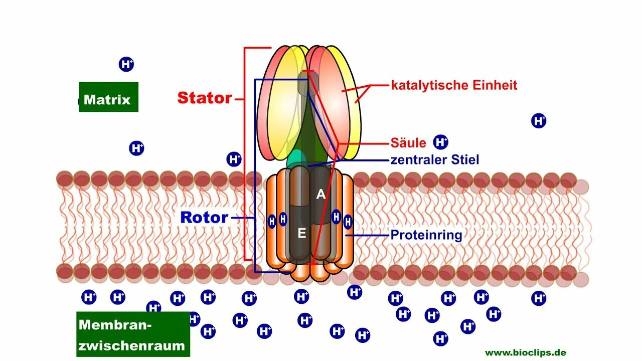 Oddstrader atp. Atp synthase. myosin atpase activity.