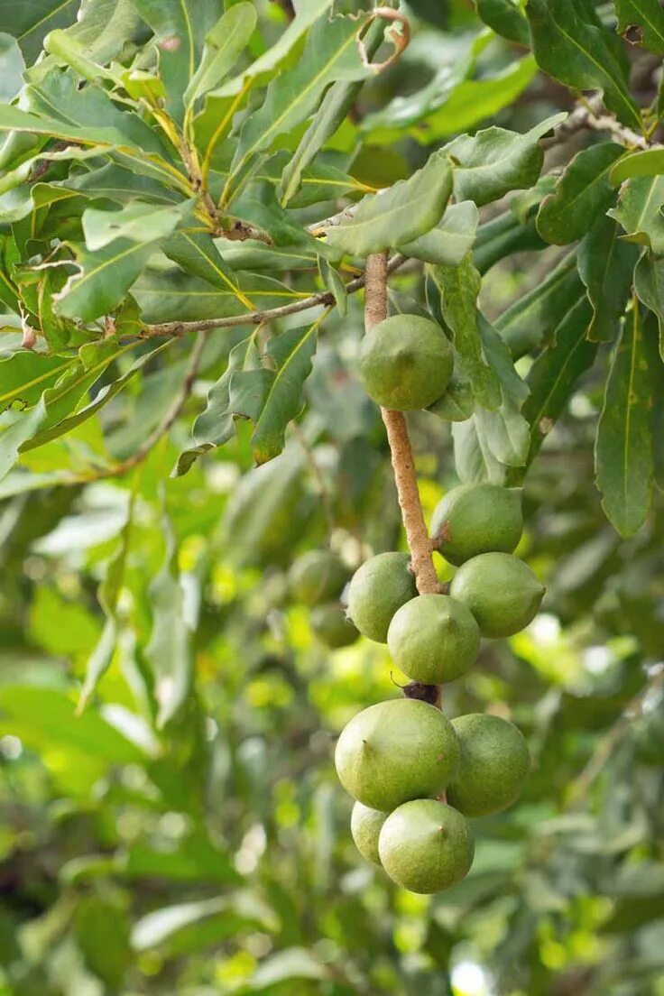 MACADAMIA - nuts and flowers.